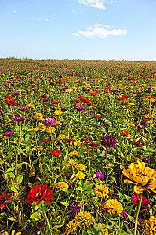 武士动作Roguelite《Cursebane》Steam页面公布 发行日期待定